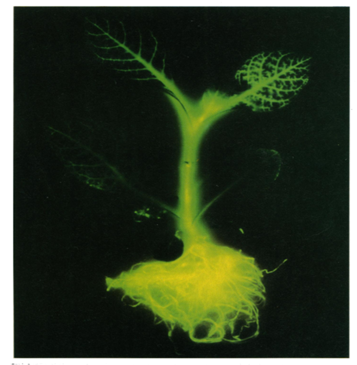  রাত্রিবেলা তামাক গাছ জ্বলজ্বল করে