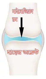 "সাইনোভিয়াল তরল "