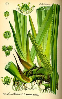 Indian home remedies to mitigate coronavirus/covid19 infection 4 Sweet flag for coronavirus infection