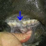 দশ থেকে বারো বছর বয়সী গরুর দাঁতের সংখ্যা