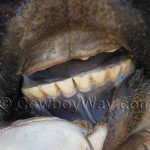 পাঁচ থেকে ছয় বছর বয়সী গরুর দাঁতের সংখ্যা