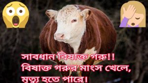 বিষাক্ত গরু চেনার ১০ উপায়