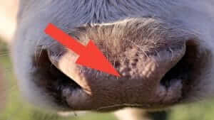 নাকের উপর অংশ শুকনা থাকবে।