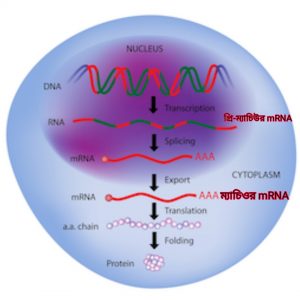 mRNA-Splicing