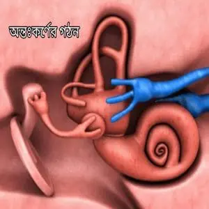 সাপ কি জিহ্বা দিয়ে শোনে? অন্তঃকর্ণের-গঠন