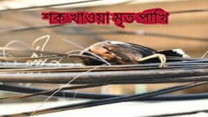 পাখি কখন কারেন্ট শক খায়?