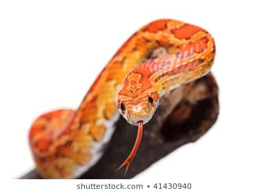 সাপ কি জিহ্বা দিয়ে শোনে