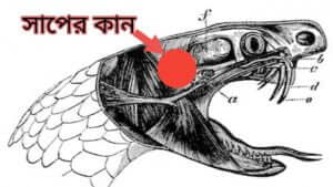 সাপ কি জিহ্বা দিয়ে শোনে? সাপের-কান