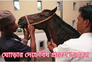 ঘোাড়ার দেহে বিষ প্রবেশ করানো