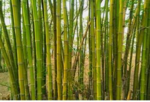 বাঁশ ফুল।বাঁশ ফল এর অসীম রহস্য। 2 বাঁশ