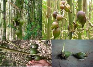 বাঁশ ফুল।বাঁশ ফল এর অসীম রহস্য। 5 বাঁশ-ফল
