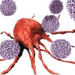 রক্তের T-cell লিম্ফোসাইট আক্রমণ করছে