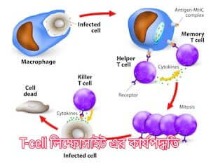 T-cell লিম্ফোসাইটেরর আক্রমণ