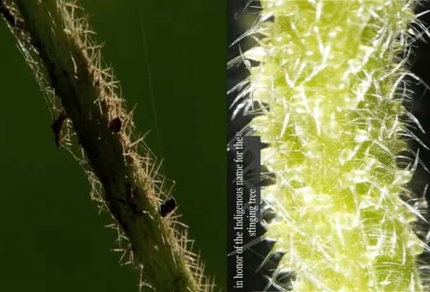 সুইসাইড প্লান্ট মানুষকে আত্মহত্যায় বাধ্য করে সুইসাইড প্লান্ট কাণ্ডের কাটা