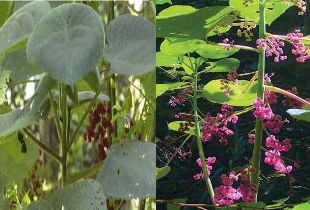 সুইসাইড প্লান্ট মানুষকে আত্মহত্যায় বাধ্য করে সুইসাইড প্লান্ট গাছ