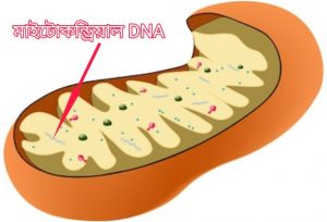 মাইটোকন্ড্রিয়াল DNA