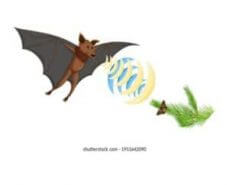 বাদুড় কি চোখে দেখতে পায়?