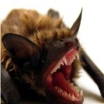 বাদুড়-মাটি-থেকে-উড়তে-পারেনা