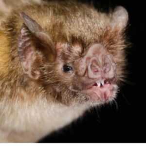 বাদুড় কি মুখ দিয়ে মলত্যাগ করে? বাদুড় সম্পর্কে অজানা তথ্য#