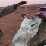 উট সাপ খায় কেন?