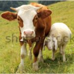 গরুর ১৫ টি অজানা তথ্য।যা আপনি জানেন না! গরু একলা থাকতে পারেনা
