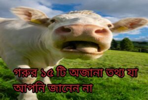 গরুর ১৫ টি অজানা তথ্য।যা আপনি জানেন না! গরুর ১৫ টি অজানা তথ্য।যা আপনি জানেন না!