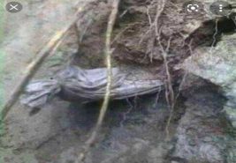 বজ্রপাতে আহত রোগীর প্রাথমিক চিকিৎসা বজ্রপাতে মৃত মানুষের লাশ চুরি হয় কেন?