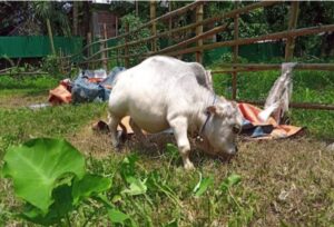 রানি পৃথিবীর সবচেয়ে ছোট আকৃতির গরু