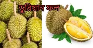 ডুরিয়ান ফল