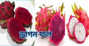 ক্যান্সার প্রতিরোধক ফল|কান্সারের ঝুঁকি কমায় এই ১৫ টি ফল# ড্রাগন ফল