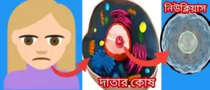 দাতার কোষ থেকে নিউক্লিয়াস সংগ্রহ