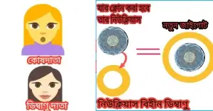 নিউক্লিয়াস প্রতিস্থাপন