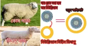 নিউক্লিয়াস স্থানান্তর ও জাইগোট তৈরি