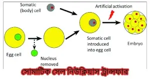 সোমাটিক সেল নিউক্লিয়াস ট্রান্সফার