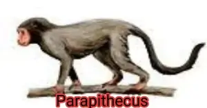Parapithecus