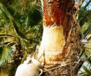 খেজুর রস খাওয়ার আগে কিছু সাবধানতা