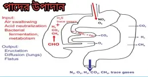 পাদ কী? মানুষ পাদে কেন? পাদের উপাদান