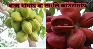 বাক্সবাদাম বা জংলি কাঠবাদাম কি?পরিচিতি,পুষ্টিগুণ,ব্যবহার,উপকারিতা! বাক্সবাদাম বা জংলি কাঠবাদাম কি?পরিচিতি,পুষ্টিগুণ,ব্যবহার,উপকারিতা!