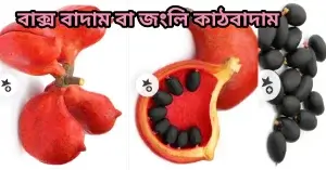 বাক্সবাদাম বা জংলি কাঠবাদাম কি?পরিচিতি,পুষ্টিগুণ,ব্যবহার,উপকারিতা! বাক্স বাদাম বা জংলি কাঠবাদাম বীজ ফল