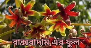 বাক্সবাদাম বা জংলি কাঠবাদাম কি?পরিচিতি,পুষ্টিগুণ,ব্যবহার,উপকারিতা! বাক্সবাদাম এর ফুল