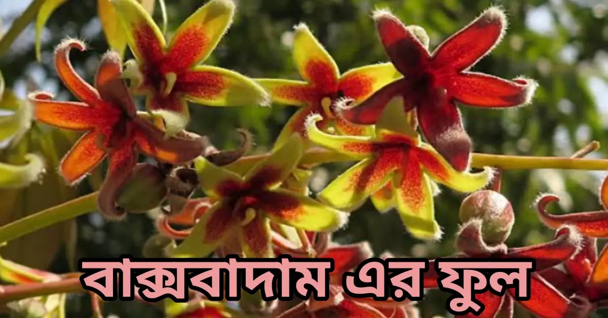 বাক্সবাদাম বা জংলি কাঠবাদাম কি?পরিচিতি,পুষ্টিগুণ,ব্যবহার,উপকারিতা! বাক্সবাদাম এর ফুল