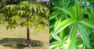 বাক্সবাদাম বা জংলি কাঠবাদাম কি?পরিচিতি,পুষ্টিগুণ,ব্যবহার,উপকারিতা! বাক্সবাদাম গাছ ও পাতা