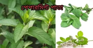 পাদের গন্ধ দূর করার উপায়? ধাপ-৪- পেপারমিন্ট মিশান