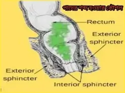 পাদের শব্দ হওয়ার কৌশল
