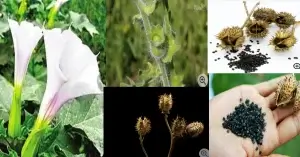 শয়তানের শ্বাস মাদক এর উৎস