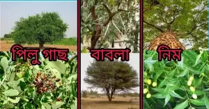  কোন গাছের ডাল দিয়ে মেসওয়াক করা ভালো?