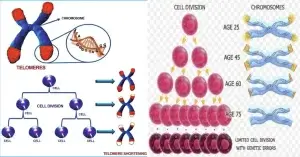 বয়স বৃদ্ধির সাথে সাথে টেলোমিয়ার ক্ষয় হয়