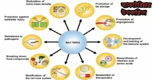 ব্যাকটেরিয়ার উপকারিতা