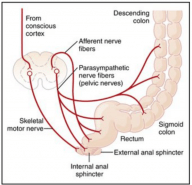 সিগারেট খেলে হাগা আসে কেন?