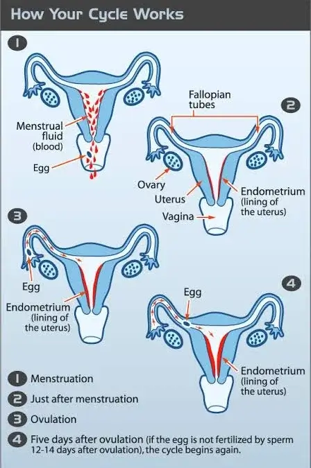 পিরিয়ড বা মাসিক বৈজ্ঞানিক ব্যাখ্যা